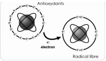 Diagram of an antioxidant donating an electron a free radical