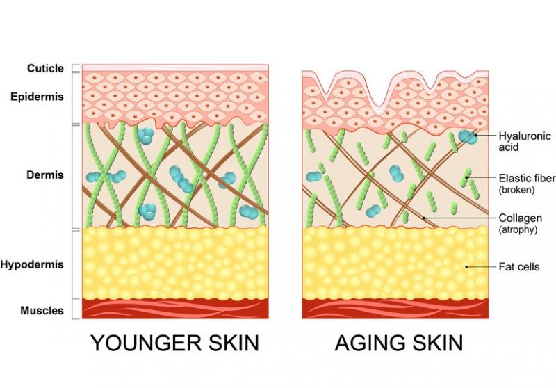 Collagen elastin diagram