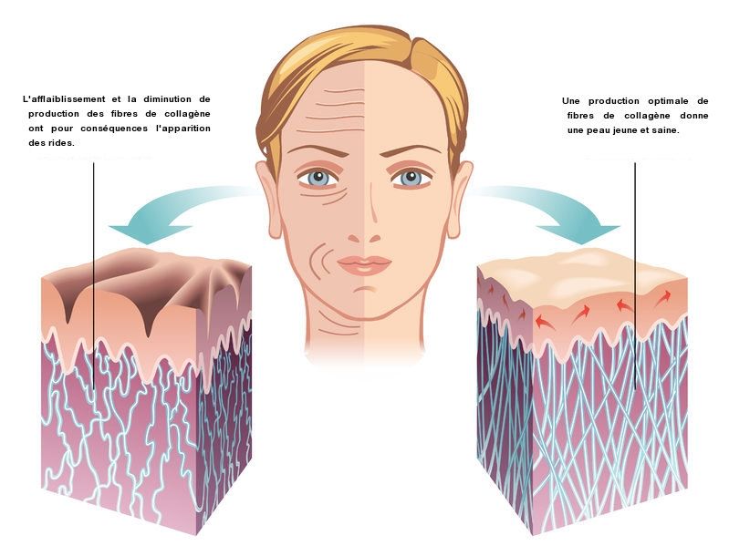 Schéma de l'importance du collagène pour notre peau